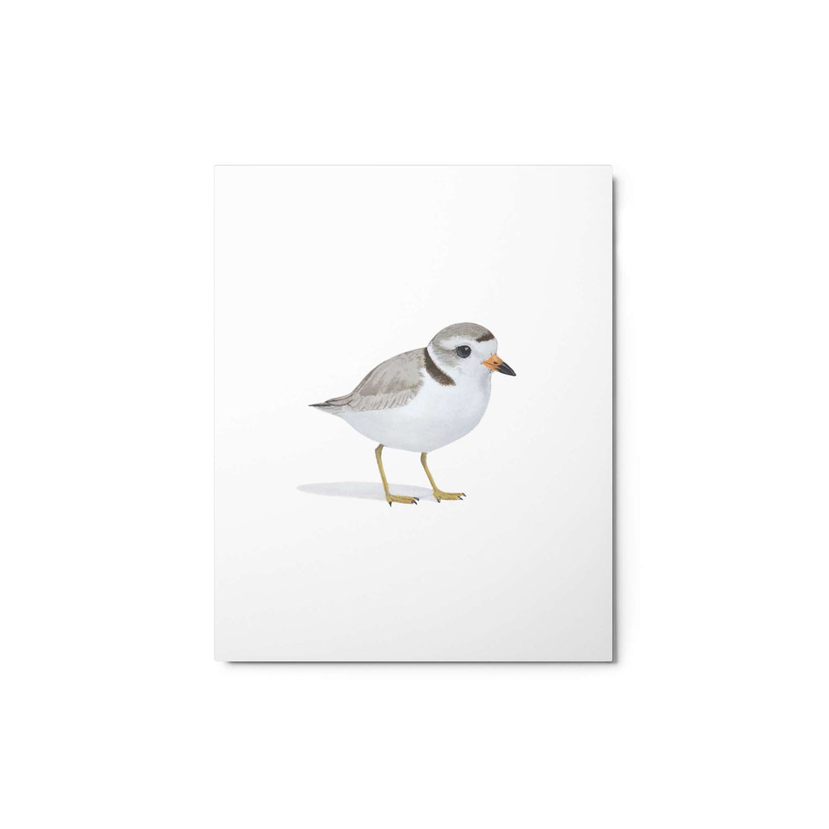 Piping Plover Metal prints, wildlife art by Arco