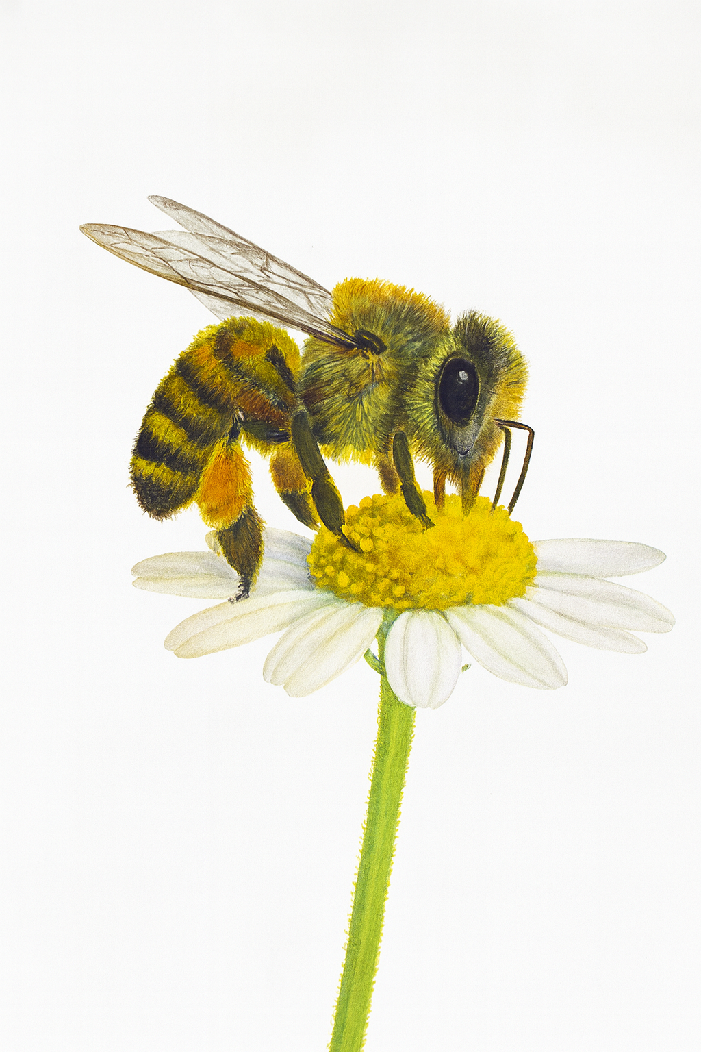 Golden Gatherer – Bee Humble Limited Edition Print