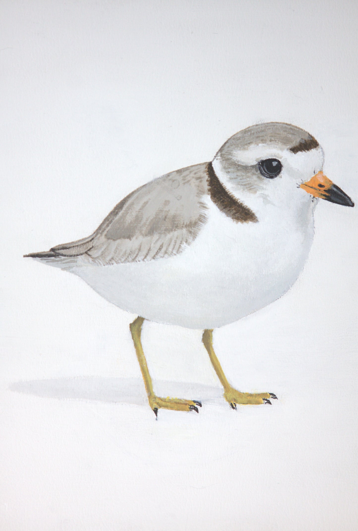 Piping Plover — 12×12 Limited Edition Print