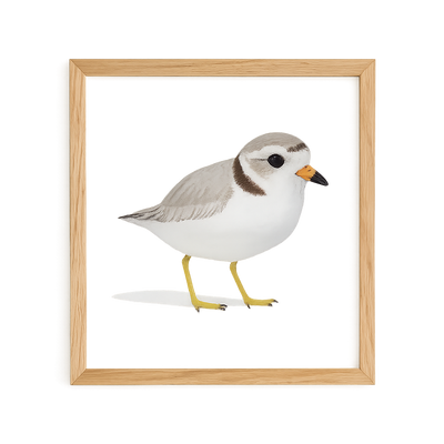Piping Plover