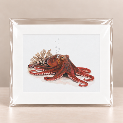 Quiet Intelligence Octopus Limited Edition Print | Wildlife Art by Arco