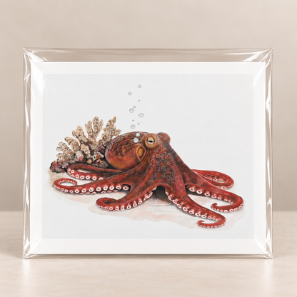 Quiet Intelligence Octopus Limited Edition Print | Wildlife Art by Arco