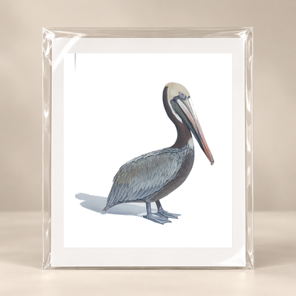 Coastal Stillness Original Pelican Artwork Pelican Limited Edition Print | Wildlife Art by Arco