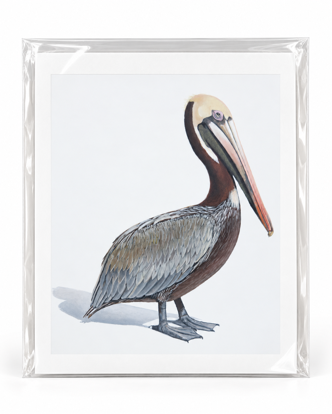 Coastal Stillness Original Pelican Artwork Pelican Limited Edition Print | Wildlife Art by Arco